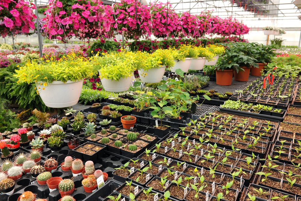 Jeunes plants en pépinière